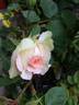 Edith Schurr rose photo