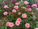 Claire Bear rose photo