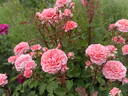 Claire Bear rose photo