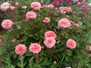 Claire Bear rose photo
