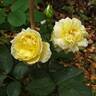 Fragrant Old Yellow rose photo