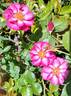 Make Believe ™ rose photo