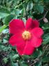 Joy-83 rose photo