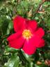Joy-83 rose photo