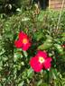 Joy-83 rose photo