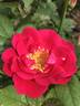 Lynnie rose photo