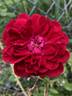 Quadra rose photo