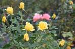 Benson rose photo