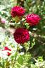 Will Rogers rose photo