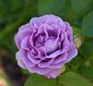 Terra Limburgia rose photo
