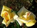 Nicolas Hulot ® rose photo