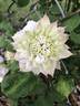 Midori clematis photo