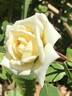 White Cap rose photo