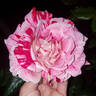 Rachel Louise Moran rose photo