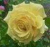 Yellow Freedom rose photo