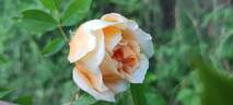 William Allen Richardson rose photo