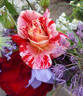 Rachel Louise Moran rose photo