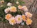 F. J. Lindheimer rose photo
