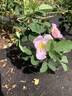 AKA 162-18 canina rose photo