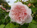 Rose de Tolbiac rose photo