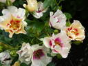 See You in Purple rose photo