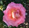 Paul Shirville rose photo