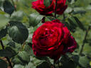 Jubilé Papa Meilland ® rose photo
