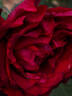 Jubilé Papa Meilland ® rose photo