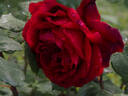 Jubilé Papa Meilland ® rose photo