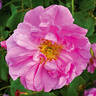 Pink Pavement rose photo