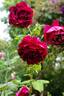 Will Rogers rose photo