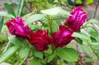Will Rogers rose photo
