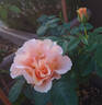 Jean de Luxembourg, roi de Bohême rose photo