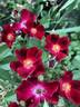 Anda rose photo