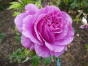 Scented Air rose photo