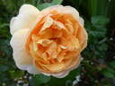 Floriana rose photo