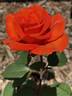 Gingersnap rose photo