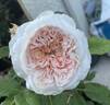 Claire Rose rose photo