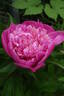 Duchesse d'Orleans peony photo
