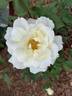Iceberg rose photo