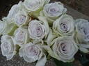Early Grey rose photo