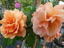 Skyline rose photo