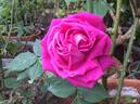 Tom Wood rose photo