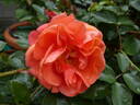 Theodor Fontane Rose rose photo