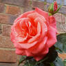 Leaping Salmon rose photo