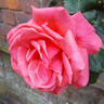 Leaping Salmon rose photo
