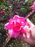 Rod Beechey rose photo