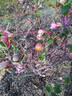 Rod Beechey rose photo