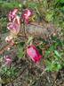 Rod Beechey rose photo