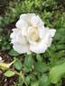 Mrs. Herbert Stevens rose photo